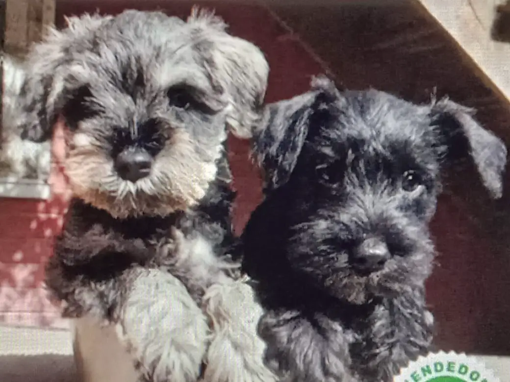 Cachorros Mini Schnauzer Foto 7201407-P2.jpg