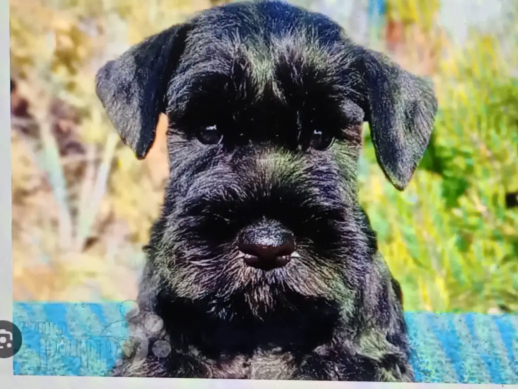 Cachorros Mini Schnauzer Foto 7201407-P3.jpg