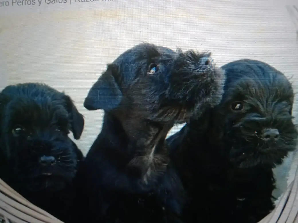 Cachorros Mini Schnauzer Foto 7201407-P4.jpg