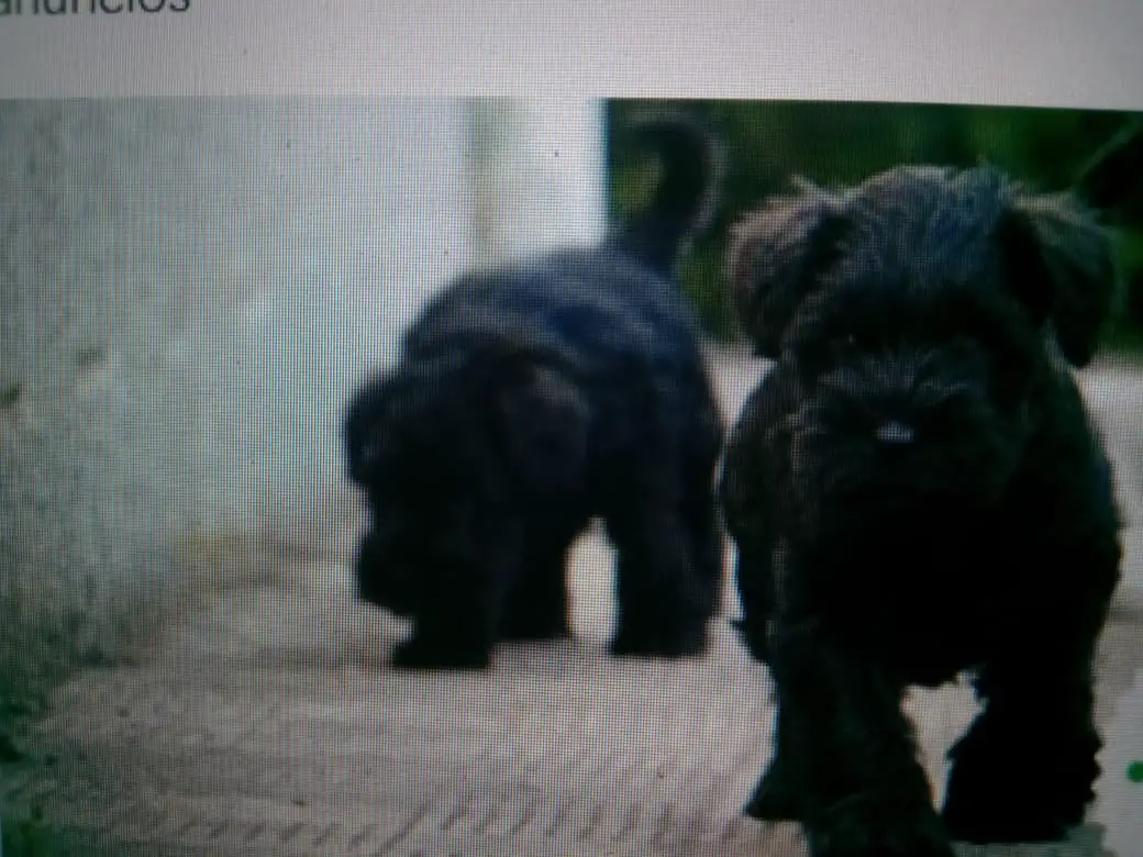Cachorros Mini Schnauzer Foto 7201407-P5.jpg