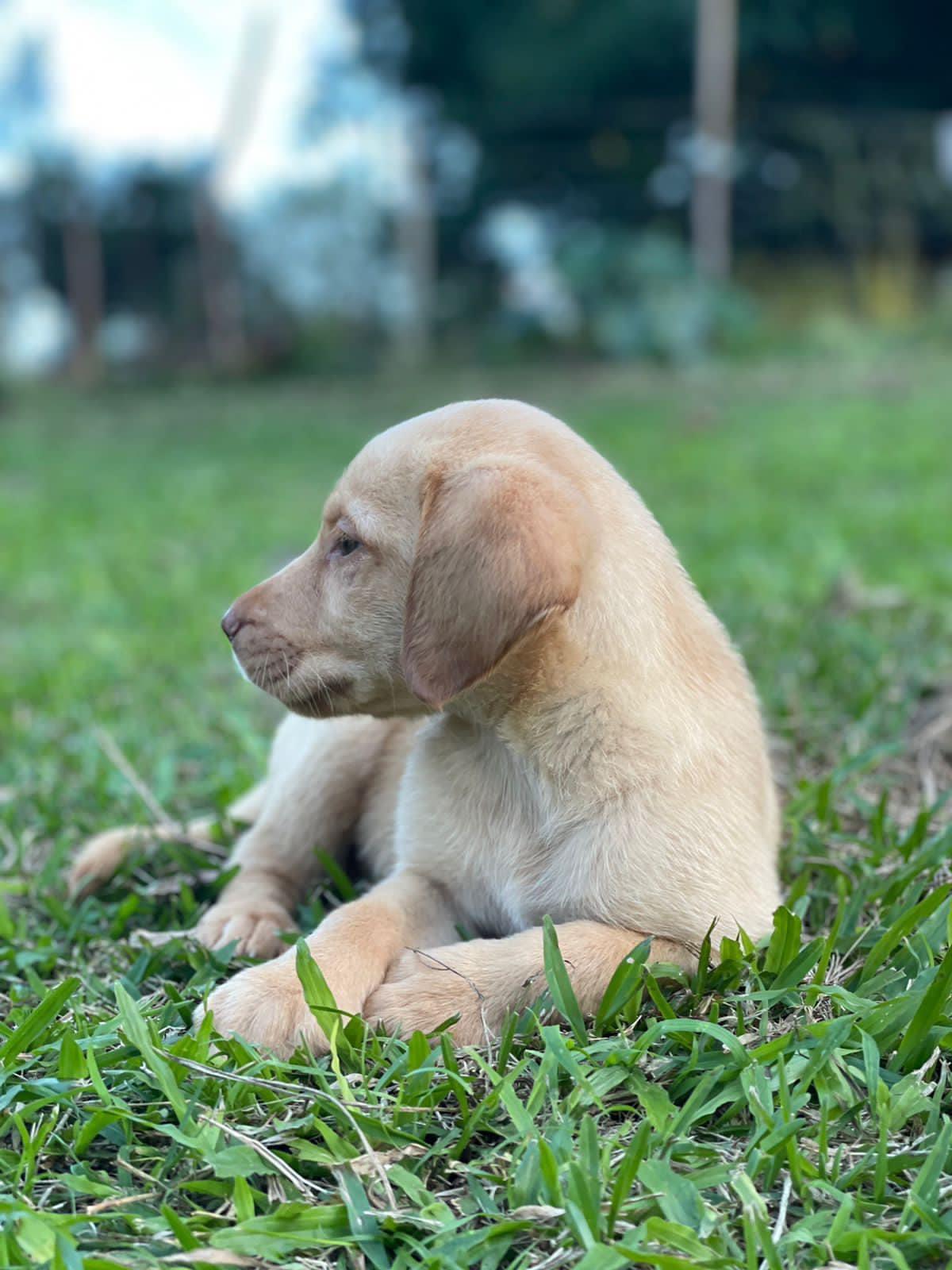 Labrador Retriever Ambos Sexos  Foto 7201753-4.jpg