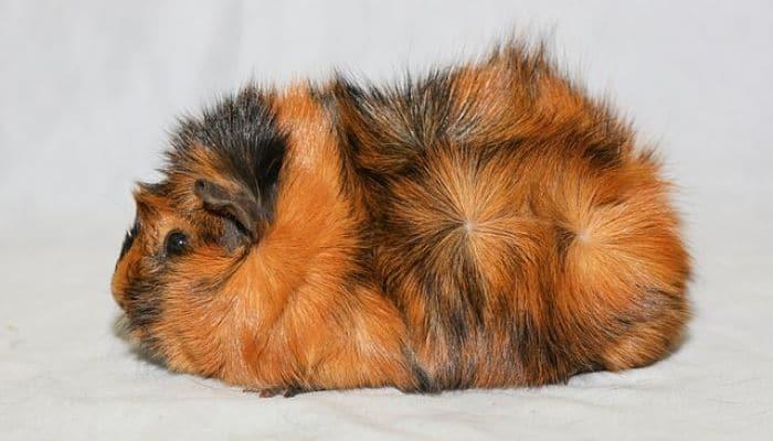 Conejillo de India Cobaya Cuy precios por par Foto 7205069-r1.jpg