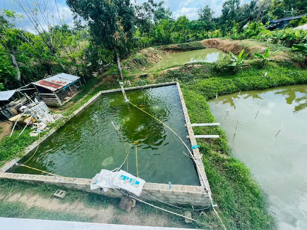Se vende hermosa casa con proyecto de crianzas de pescado Foto 7205655-2.jpg