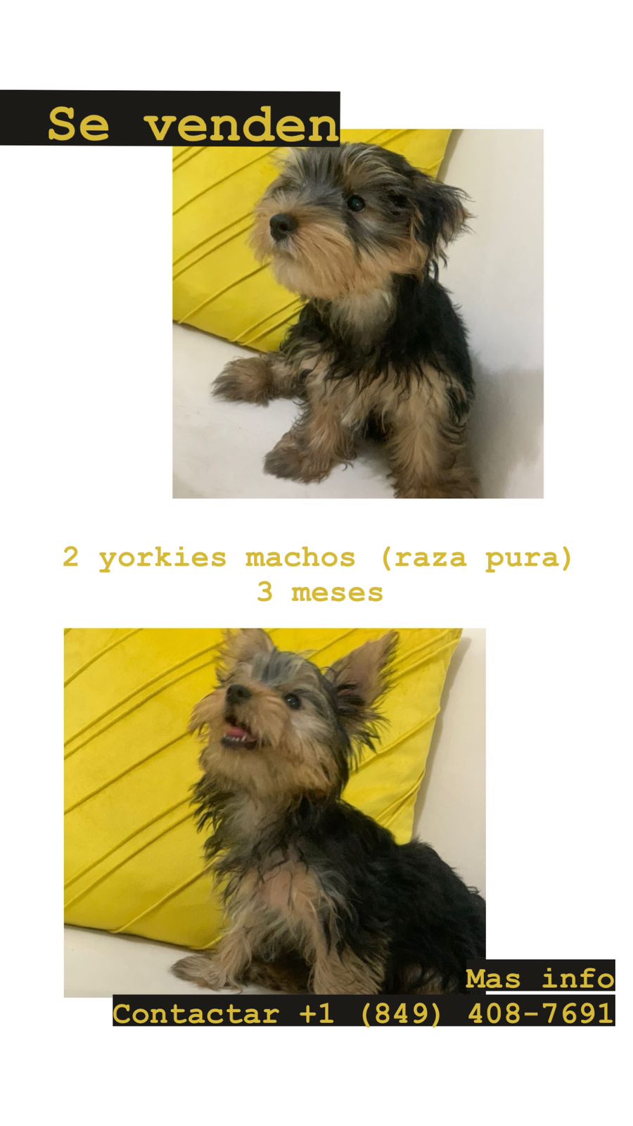 Yorkshire Terrier En Venta  Foto 7205827-1.jpg