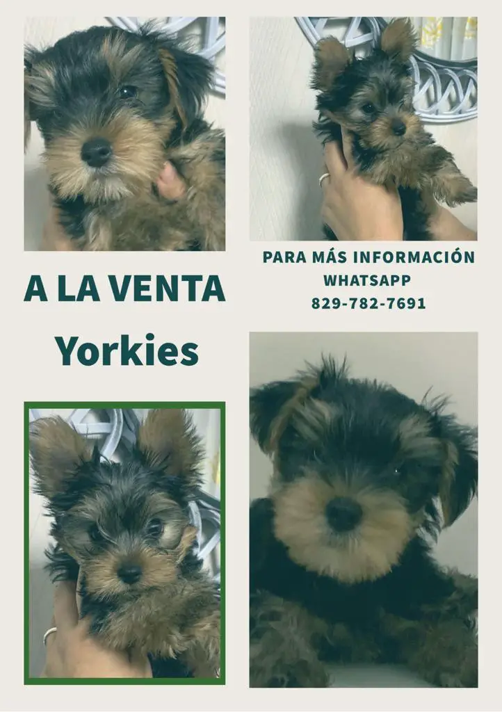 Yorkshire Terrier En Venta  Foto 7205827-2.jpg