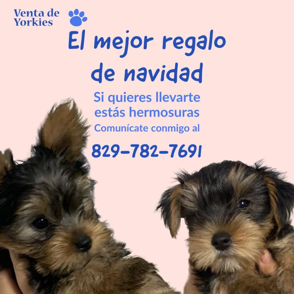 Yorkshire Terrier En Venta  Foto 7205827-4.jpg