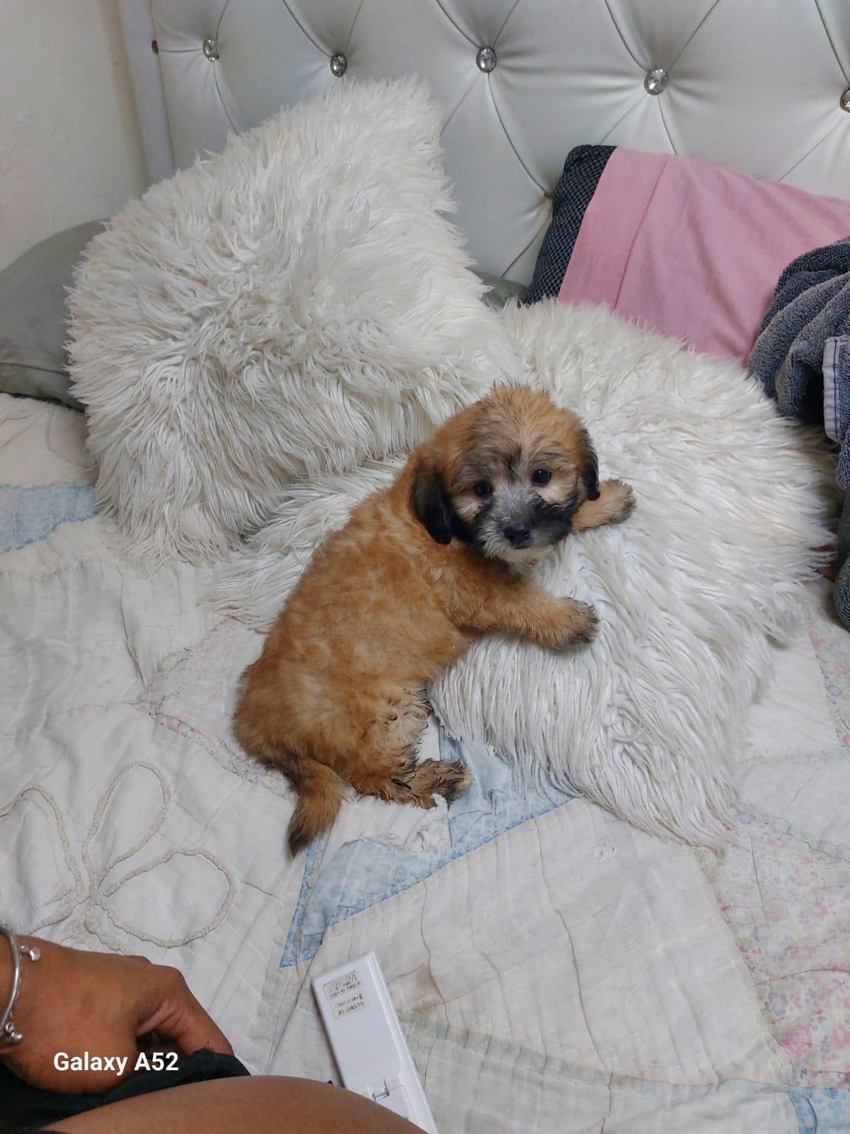 SHIPOO disponible  Foto 7206496-1.jpg