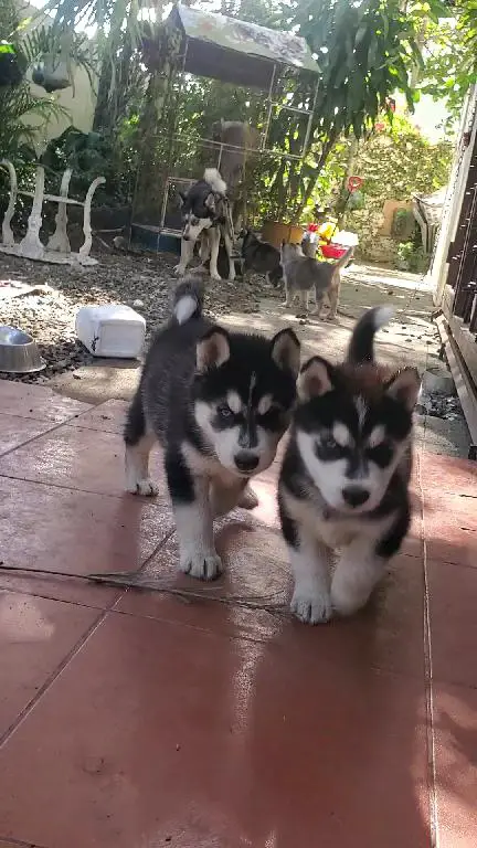 Cachorros husky siberiano 2 hembras y 4 machos ubicados en La Vega Foto 7210053-4.jpg