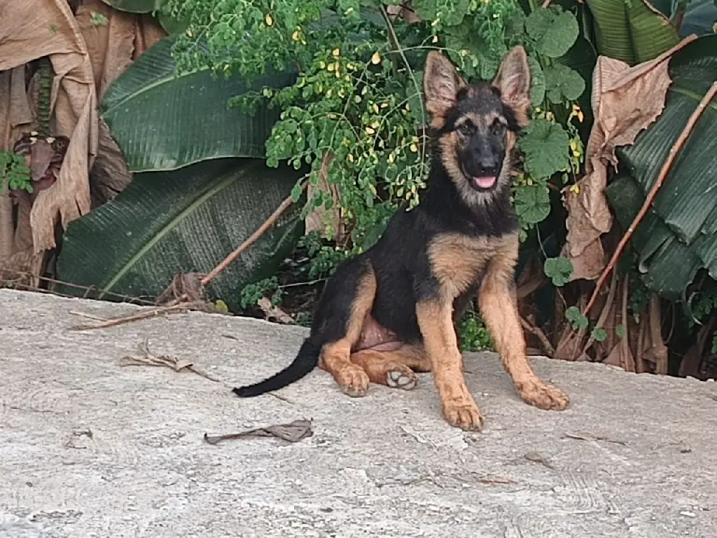 Cachorro Pastor Alemán 100 puros mascota cachorro pedigri pedigree Foto 7213433-2.jpg