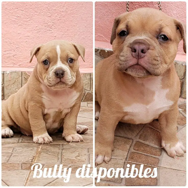 American bully Foto 7215603-n1.jpg