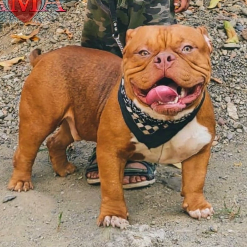 American bully macho Foto 7217321-1.jpg