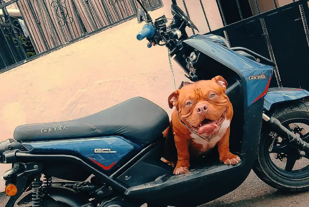 American bully macho Foto 7217321-3.jpg