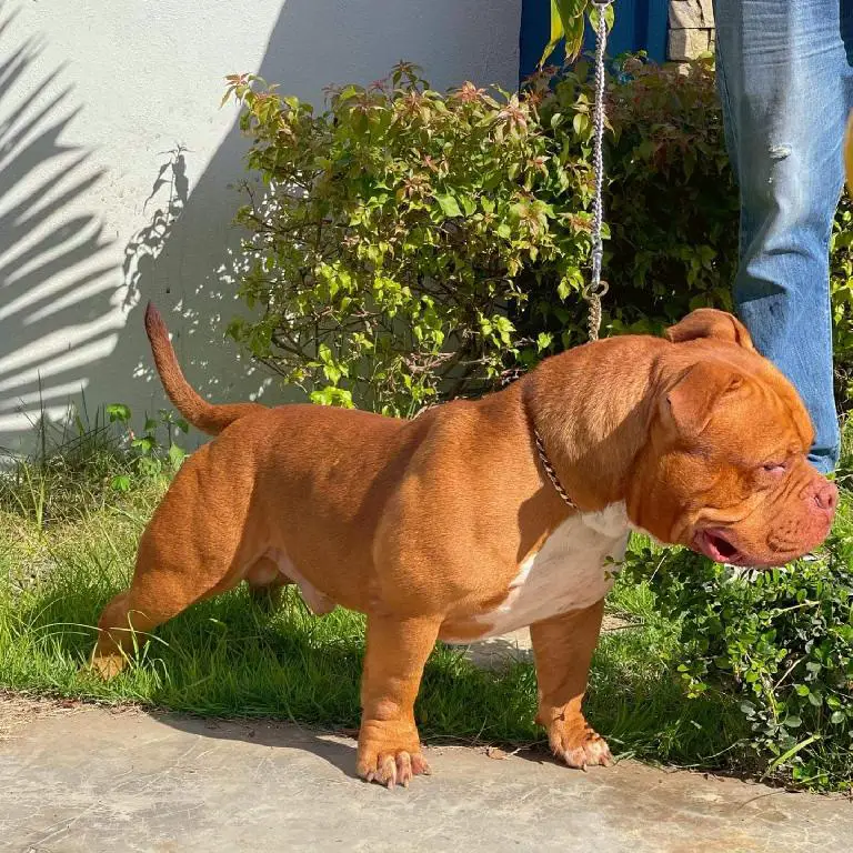 American bully macho Foto 7217321-4.jpg
