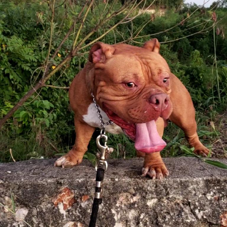 American bully macho Foto 7217321-l1.jpg