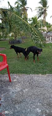 Doberman puros  en La Altagracia Foto 7220593-F1.jpg