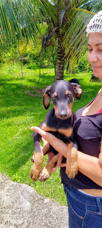 1 Doberman puro   en La Altagracia Foto 7220593-i1.jpg