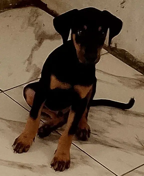 1 Doberman puro   en La Altagracia Foto 7220593-i5.jpg