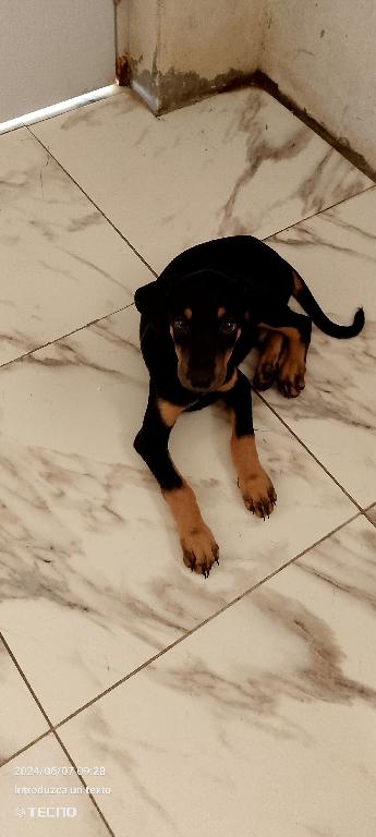 1 Doberman puro   en La Altagracia Foto 7220593-i6.jpg