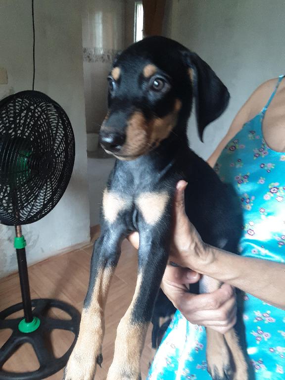 1 Doberman puro   en La Altagracia Foto 7220593-r1.jpg