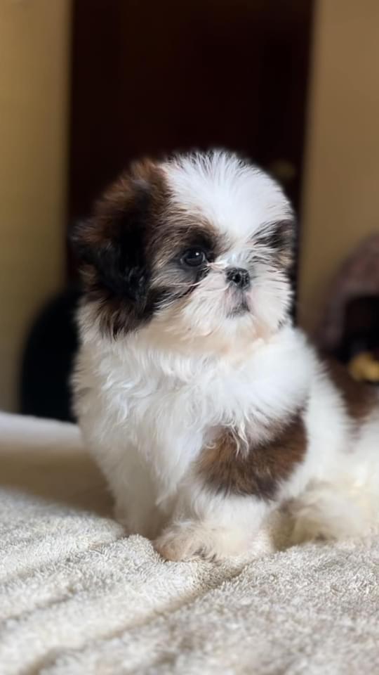 Hermosos Shih Tzu disponibles  Foto 7221878-2.jpg