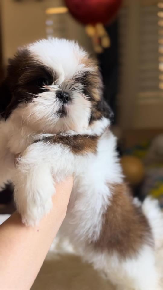 Hermosos Shih Tzu disponibles  Foto 7221878-3.jpg