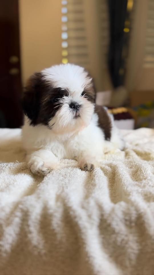 Hermosos Shih Tzu disponibles  Foto 7221878-4.jpg