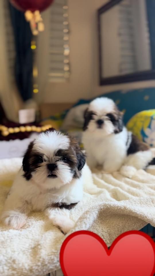 Hermosos Shih Tzu disponibles  Foto 7221878-5.jpg