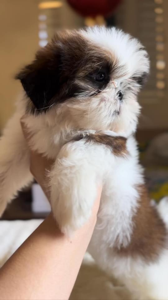 Hermosos Shih Tzu disponibles  Foto 7221878-6.jpg