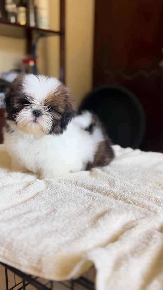 Hermosos Shih Tzu disponibles  Foto 7221878-8.jpg