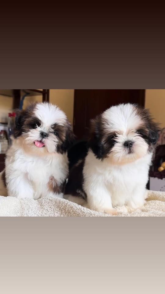 Hermosos Shih Tzu disponibles  Foto 7221878-9.jpg