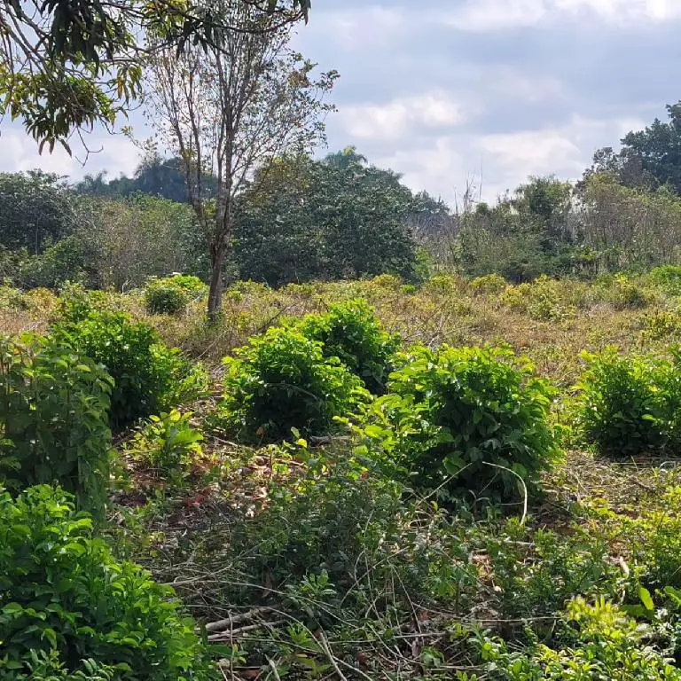 Vendo finca en Monte Plata a 5 minutos de la carretera de Samaná Foto 7223045-2.jpg