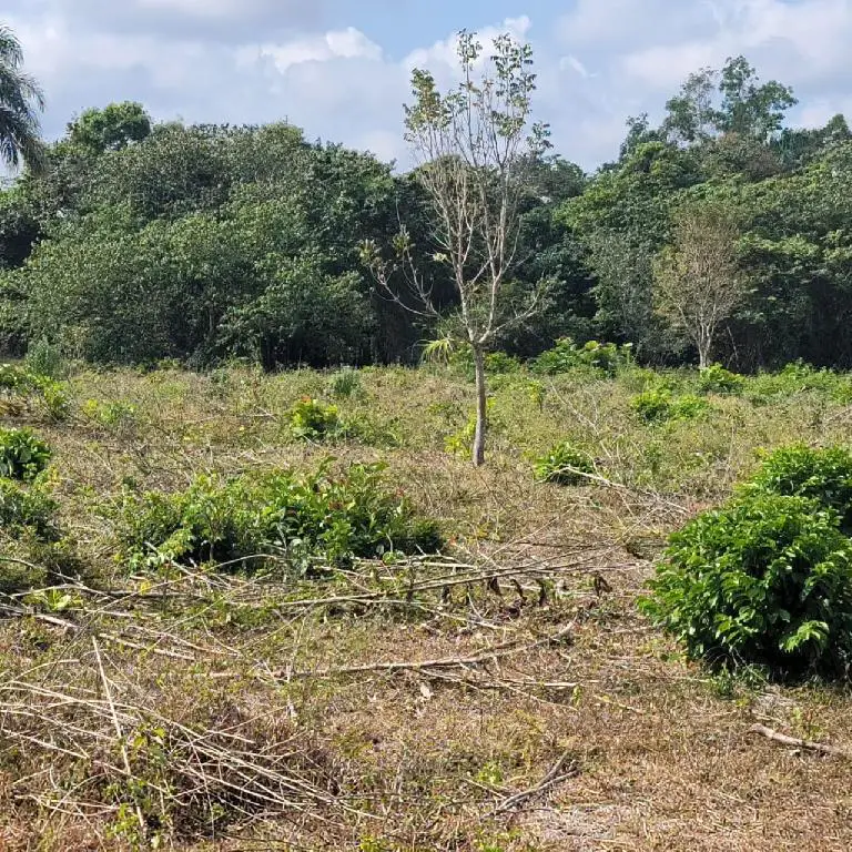 Vendo finca en Monte Plata a 5 minutos de la carretera de Samaná Foto 7223045-3.jpg