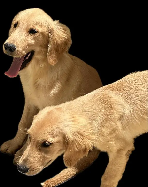 Cachorro Golden Retriever Perros Foto 7224150-d2.jpg