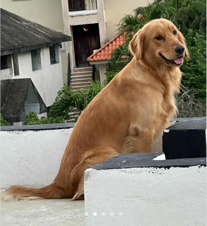 Cachorro Golden Retriever Perros Foto 7224150-d3.jpg