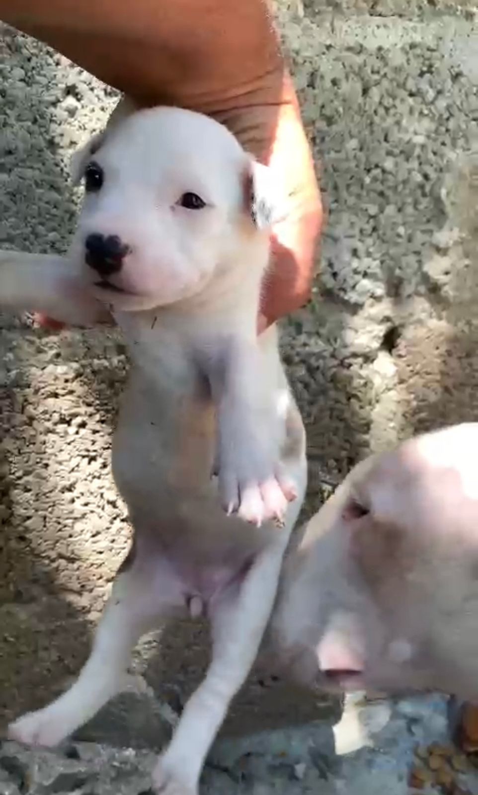 OFERTA CACHORRO BULL TERRIER AMBOS SEXOS EN SANTO DOMINGO Y VACUNADOS Foto 7224252-1.jpg