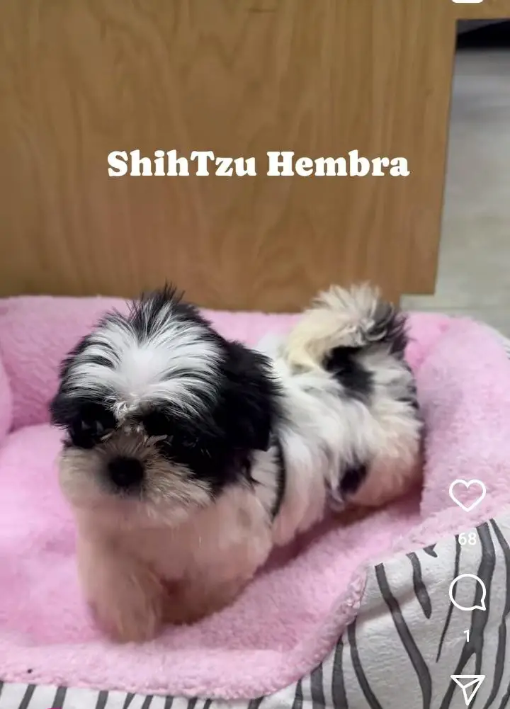 Oferta de cachorros shit tzu ambos sexo  en Azua Foto 7224454-4.jpg