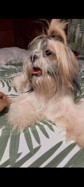 Oferta de cachorros shit tzu ambos sexo  en Azua Foto 7224454-5.jpg