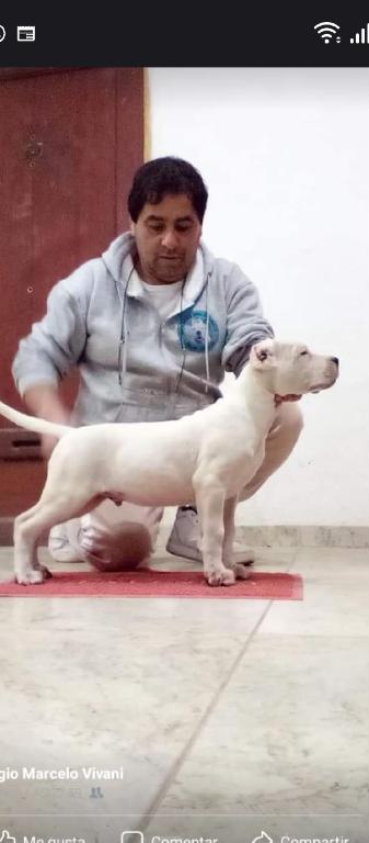 Cachorros Dogo Argentino  en La Vega Foto 7225714-2.jpg