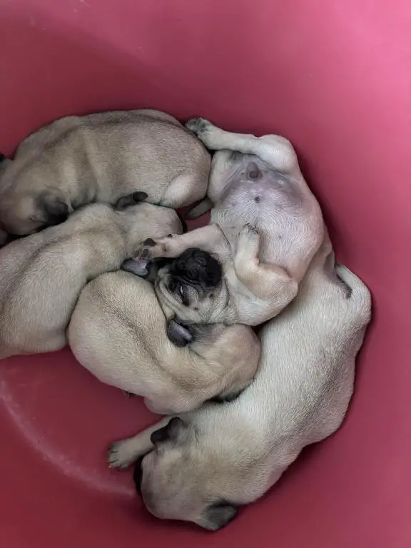 Cachorros Pug en Venta en San Cristóbal Foto 7226639-6.jpg