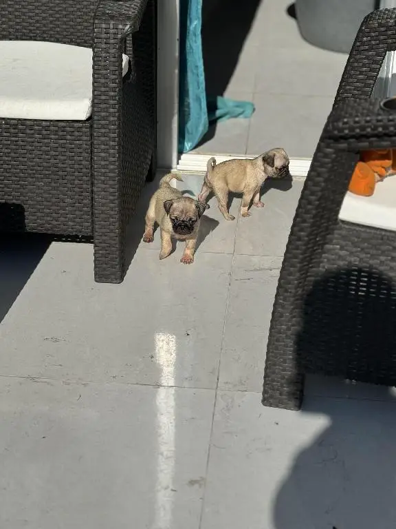 Cachorros Pug en Venta en San Cristóbal Foto 7226639-9.jpg