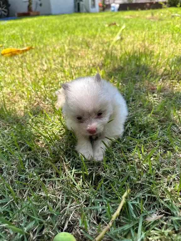 Pomerania hembras y machos disponibles  en San Cristóbal Foto 7226643-1.jpg