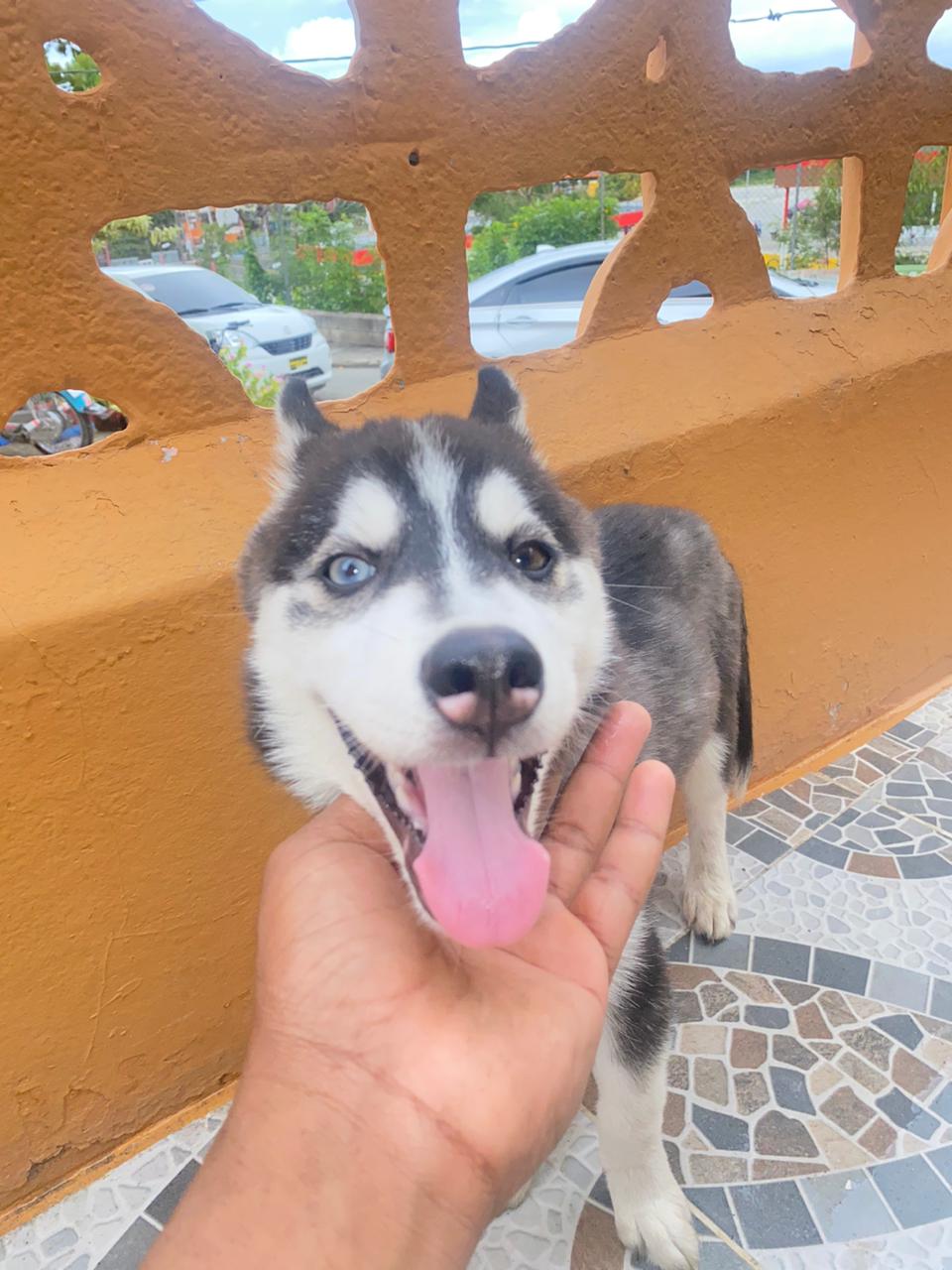 Husky siberiano macho 2 meses  en San Cristóbal Foto 7226645-1.jpg