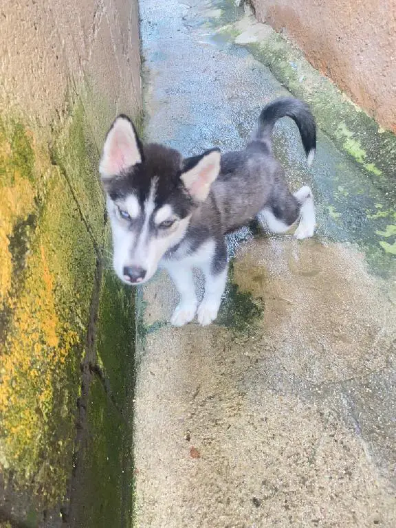 Husky siberiano macho 2 meses  en San Cristóbal Foto 7226645-2.jpg