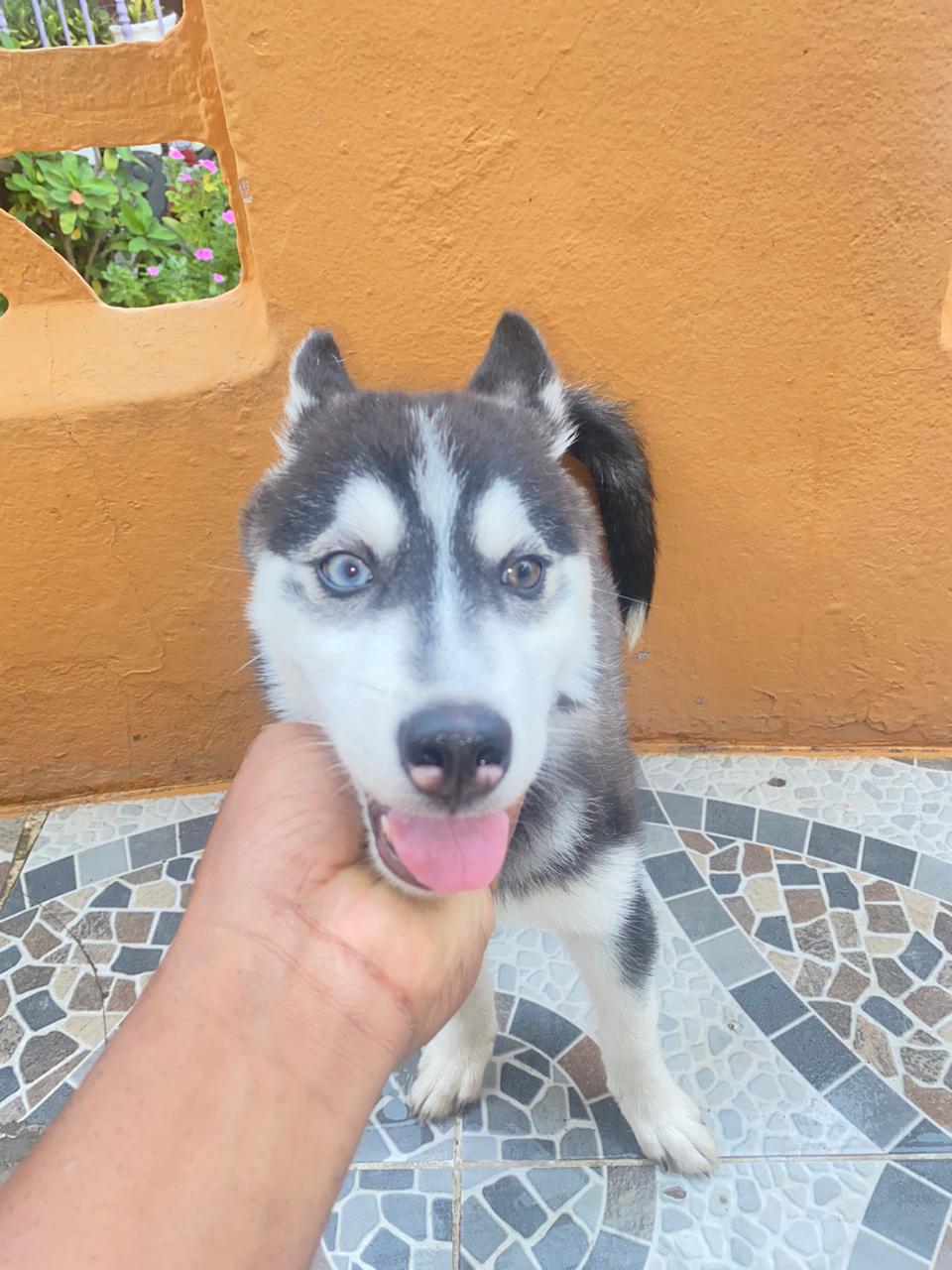 Husky siberiano macho 2 meses  en San Cristóbal Foto 7226645-3.jpg