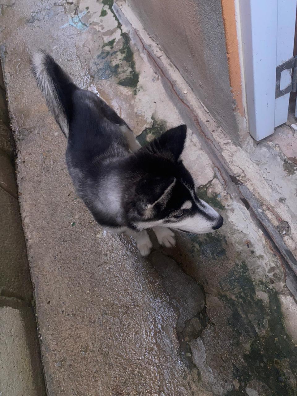 Husky siberiano macho 2 meses  en San Cristóbal Foto 7226645-4.jpg