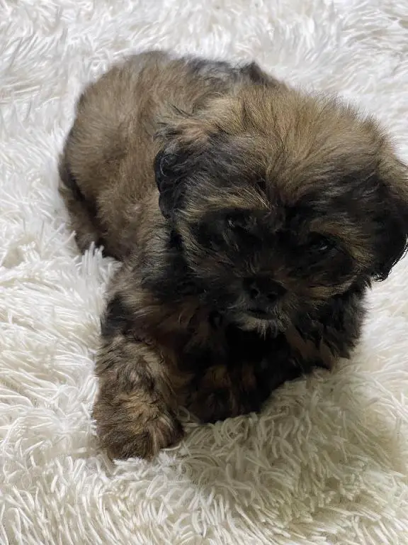 Shih tzu macho 2 meses  Foto 7227909-1.jpg
