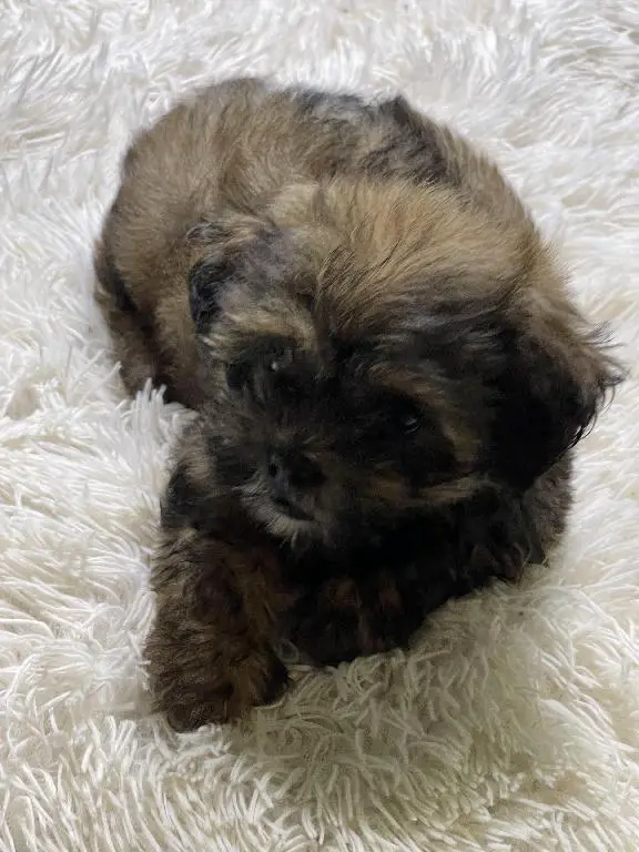 Shih tzu macho 2 meses  Foto 7227909-3.jpg