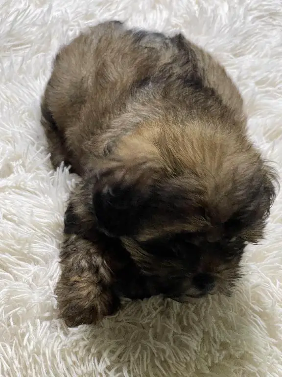 Shih tzu macho 2 meses  Foto 7227909-4.jpg