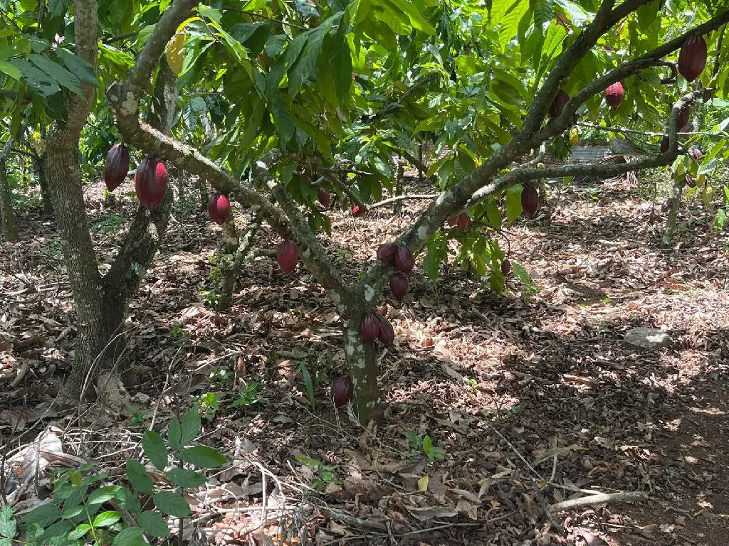 Finca 57 TAREAS en Producción de Cacao   CASA Guanuma Santo Domingo No Foto 7228146-5.jpg