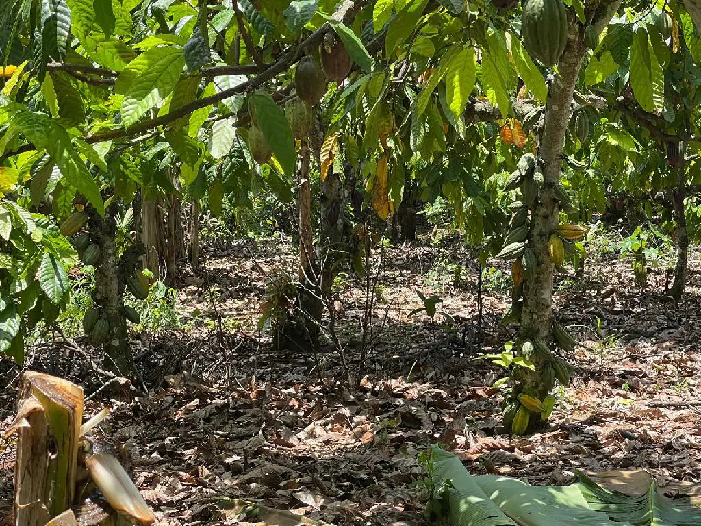 Finca 57 TAREAS en Producción de Cacao   CASA Guanuma Santo Domingo No Foto 7228146-6.jpg